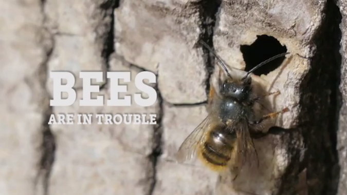 Bees Are In Trouble